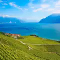 Cornalin and Petite Arvine – The Alpine Treasures of Switzerland